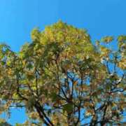 ヒメ日記 2025/11/22 11:19 投稿 りの CELEB FACE FUKUOKA