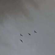 ヒメ日記 2026/04/10 23:47 投稿 まりあ ちょこMOCA