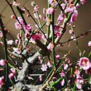 ヒメ日記 2026/03/25 17:17 投稿 【熟女】しき a．bitch α