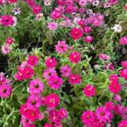 ヒメ日記 2025/12/07 23:15 投稿 美音(みおん)☆新KING姫 Ace(エース)