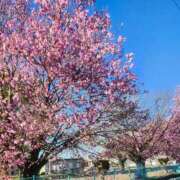 ヒメ日記 2026/04/18 17:38 投稿 つみき モアグループ神栖人妻花壇