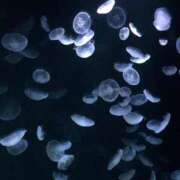 ヒメ日記 2026/02/17 11:42 投稿 ★木之本ゆあ★ CLUB39（クラブサンキュー）