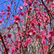 ヒメ日記 2026/02/17 20:22 投稿 ★木之本ゆあ★ CLUB39（クラブサンキュー）