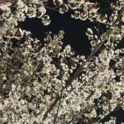 ヒメ日記 2026/04/02 19:12 投稿 ★木之本ゆあ★ CLUB39（クラブサンキュー）