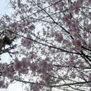 ヒメ日記 2026/04/03 07:44 投稿 ★木之本ゆあ★ CLUB39（クラブサンキュー）