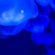 ヒメ日記 2026/03/14 00:13 投稿 白石みおな★ elumo(エルモ)