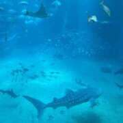 ひまり ありがとうございました ポッキリ学園 ～モテモテハーレムごっこ～