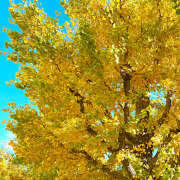 ヒメ日記 2025/11/19 09:42 投稿 ユウカ Club 妻