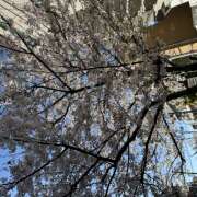 ヒメ日記 2026/04/03 07:54 投稿 ユウカ Club 妻