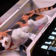 ヒメ日記 2025/11/16 01:40 投稿 リリカ Club 妻