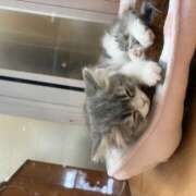 リリカ 猫活 Club 妻