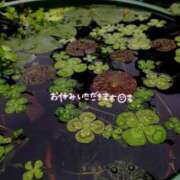 ヒメ日記 2025/12/04 09:23 投稿 さゆり ミセスコレクション