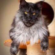 イオ★おおらかな性格の人妻系 [お題]from:肉まんさん BITEKI