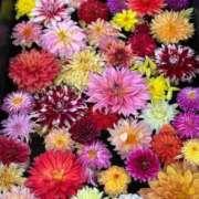 ヒメ日記 2025/11/23 22:07 投稿 こころ トリプルA