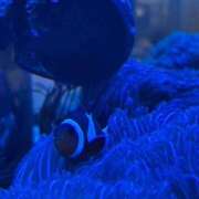 こころ ⚠️ トリプルA