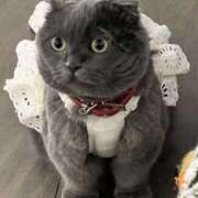 ヒメ日記 2026/04/03 21:14 投稿 しおり 日本妻