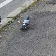 ヒメ日記 2026/04/23 20:11 投稿 より ソープランド AQUA（アクア）