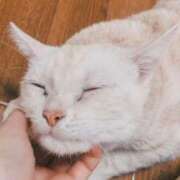 ヒメ日記 2026/02/22 14:44 投稿 桜咲　あこ Amateras～アマテラス～