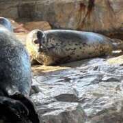 ヒメ日記 2025/11/10 20:58 投稿 みぞれ 新宿本店 ぽちゃカワ女子専門店