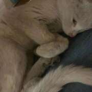 ヒメ日記 2026/03/11 08:13 投稿 ちさと 大高・大府市・東海市ちゃんこ