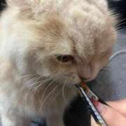 ヒメ日記 2025/11/11 18:12 投稿 ラム Cawaiiハイ！スクールリターンズ