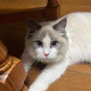 ヒメ日記 2025/12/02 21:53 投稿 ラム Cawaiiハイ！スクールリターンズ