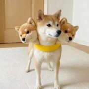 ヒメ日記 2026/04/11 18:16 投稿 つばさ ぽちゃカワ女子専門店 上野御徒町店