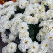 ヒメ日記 2025/11/16 07:51 投稿 いずみ 出会い系人妻ネットワーク 新宿〜池袋編