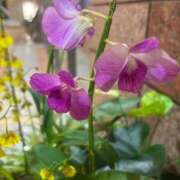 いずみ 今日は！ 出会い系人妻ネットワーク 新宿〜池袋編