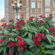 いずみ おさんぽ 出会い系人妻ネットワーク 新宿〜池袋編