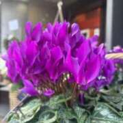 ヒメ日記 2025/12/11 19:59 投稿 いずみ 出会い系人妻ネットワーク 新宿〜池袋編