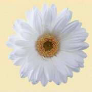 ヒメ日記 2025/10/27 17:30 投稿 ももか 福盛