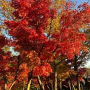 ヒメ日記 2025/11/29 16:22 投稿 かえで プラチナ