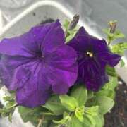 ヒメ日記 2026/03/18 18:00 投稿 わさび 世界のあんぷり亭 新橋店