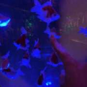 ヒメ日記 2026/01/24 18:26 投稿 みゆき 秋葉原コスプレ学園in西川口