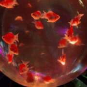 ヒメ日記 2026/01/30 19:36 投稿 みゆき 秋葉原コスプレ学園in西川口