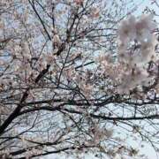 ヒメ日記 2026/03/29 15:35 投稿 みゆき 秋葉原コスプレ学園in西川口