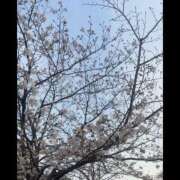 ヒメ日記 2026/03/26 08:07 投稿 なほ ハピネス東京