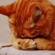 なみ お休みのお知らせ 西川口マーメイド