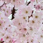 ヒメ日記 2026/04/10 08:09 投稿 如月 蓮花 ELEGANCE