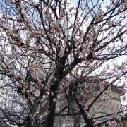 ヒメ日記 2026/02/23 10:08 投稿 北野 春(きたのはる) 五十路マダムエクスプレス厚木店(カサブランカグループ)