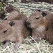 ヒメ日記 2025/11/25 20:20 投稿 こよみ もしも素敵な妻が指輪をはずしたら・・・