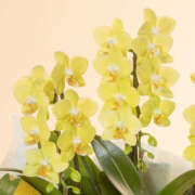 こよみ ありがとうございました もしも素敵な妻が指輪をはずしたら・・・