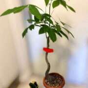 ヒメ日記 2025/12/02 12:34 投稿 水瀬みなも デリス新宿