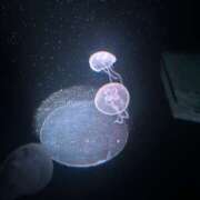 ヒメ日記 2026/01/12 09:17 投稿 かこ VIVIDCREWマダムセカンドバージン 梅田店