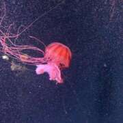 ヒメ日記 2026/02/03 11:40 投稿 かこ VIVIDCREWマダムセカンドバージン 梅田店