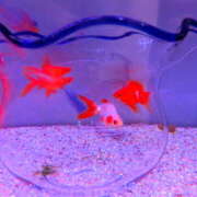 ヒメ日記 2026/02/04 11:19 投稿 かこ VIVIDCREWマダムセカンドバージン 梅田店