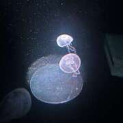 かこ ごめんなさい😭 VIVIDCREWマダムセカンドバージン 梅田店