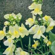 ヒメ日記 2026/04/08 20:35 投稿 しゃねる 熟女家 十三店