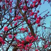 ヒメ日記 2026/01/01 08:42 投稿 れいか 大奥 梅田店